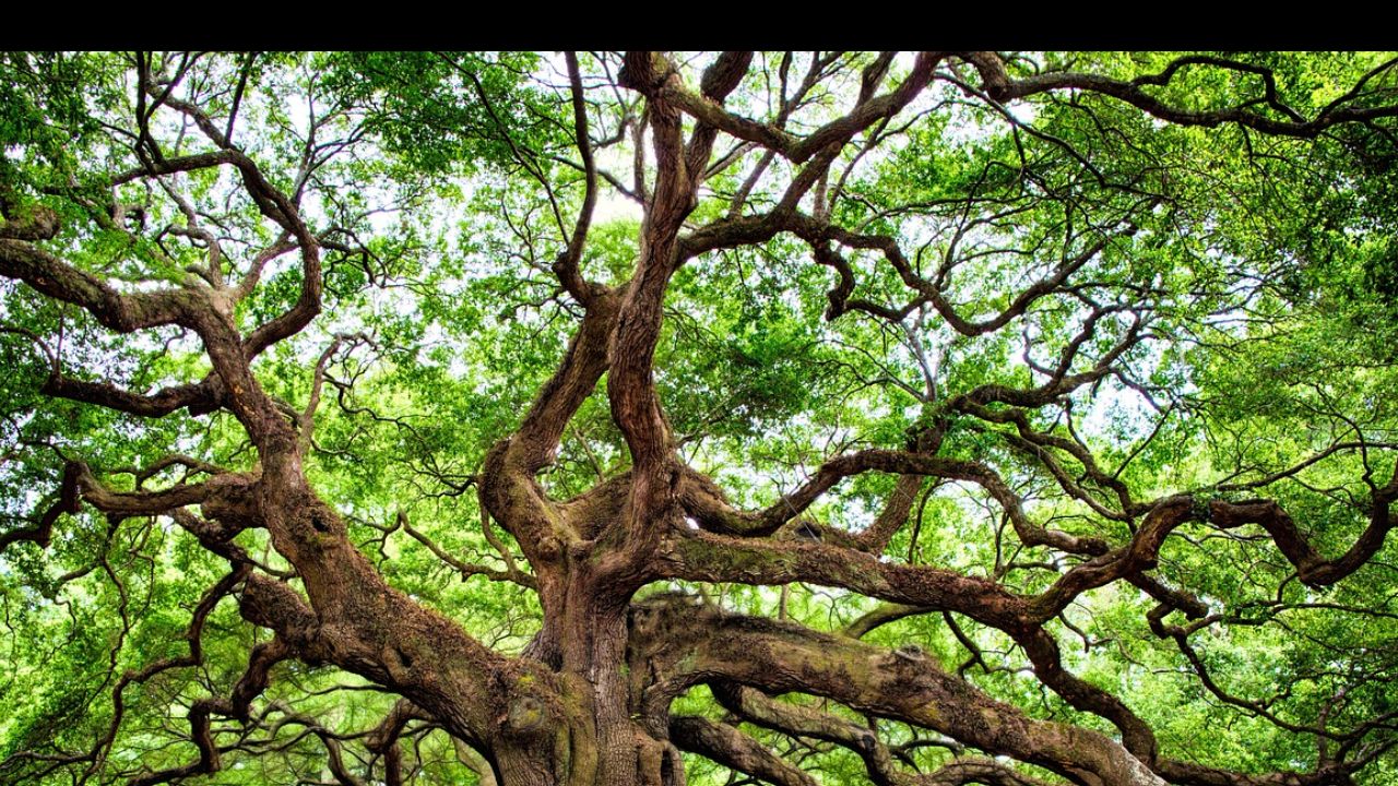 Stanley Bishop Preview